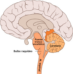 Diagrama conceptual de corteza sensorial y motora intercambiando señales de predicción